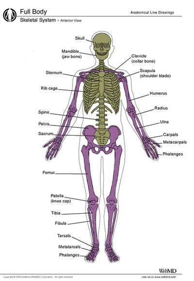 Bone Anatomy and Function - Osteogenesis Imperfecta